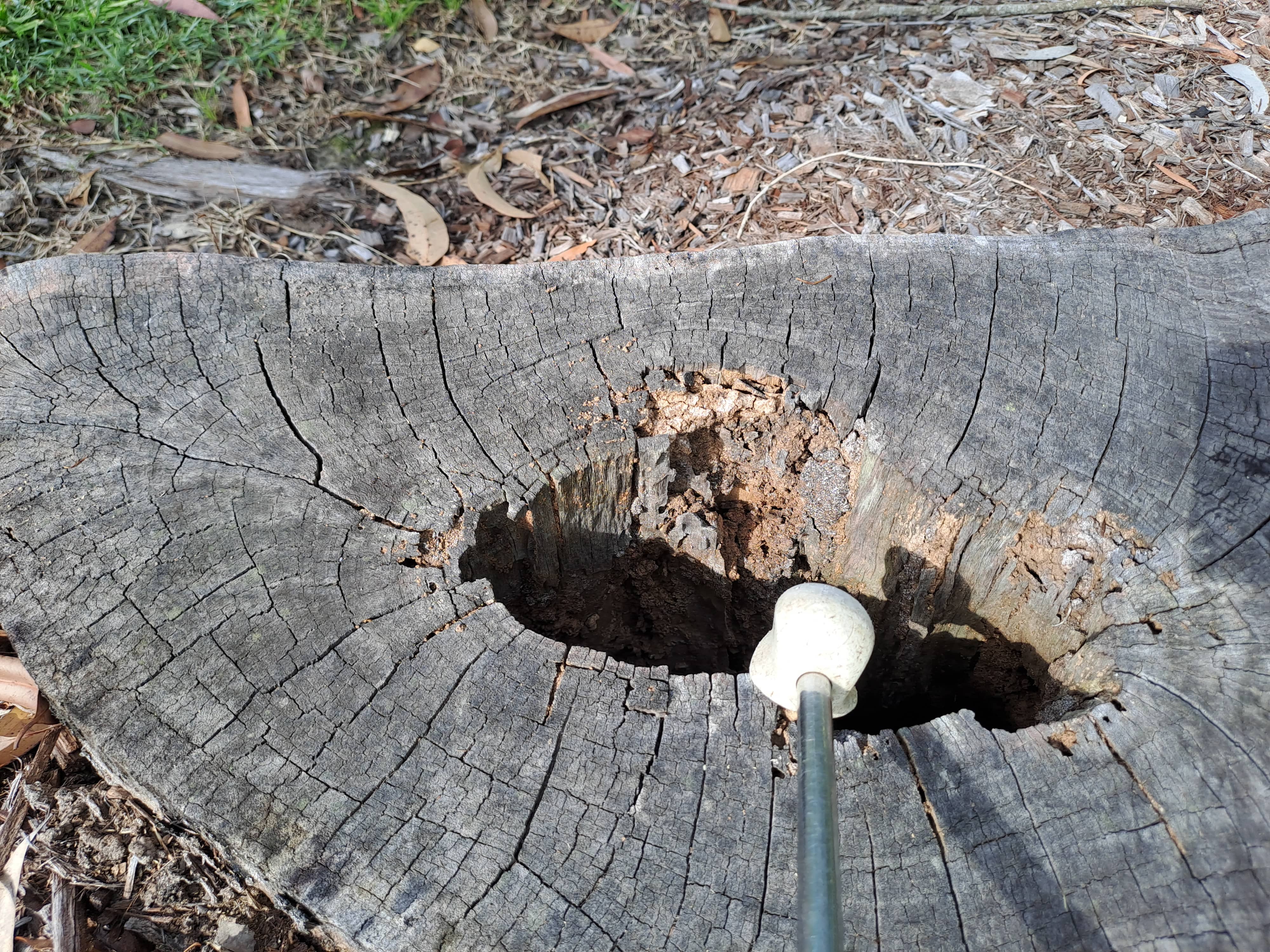 Termite Activity Found in Sump